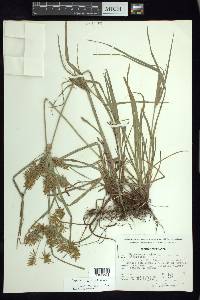 Cyperus tenuis image