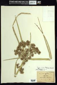 Cyperus virens image