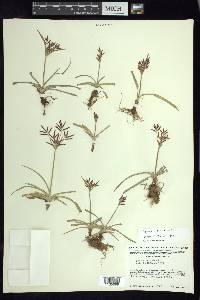 Cyperus rotundus image