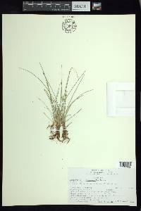 Eleocharis flavescens image