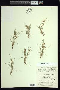 Cyperus squarrosus image