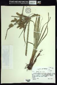 Cyperus thyrsiflorus image