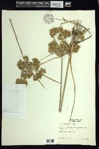 Cyperus surinamensis image