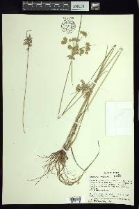 Cyperus surinamensis image