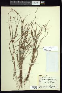 Cyperus simplex image