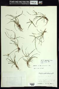 Cyperus tenerrimus image