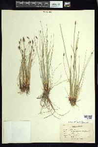 Eleocharis macrostachya image