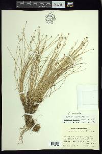 Eleocharis geniculata image