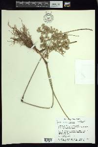 Cyperus surinamensis image