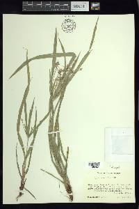 Cyperus simplex image