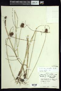 Cyperus sanguineo-ater image