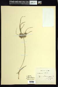 Cyperus tenuis image