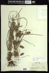 Cyperus thyrsiflorus image