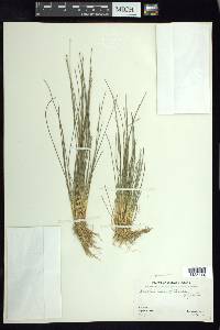 Eleocharis geniculata image