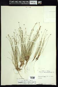 Eleocharis geniculata image