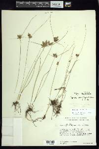 Cyperus sphaerolepis image