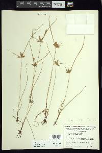 Cyperus wilburii image
