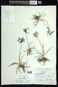 Cyperus rotundus image