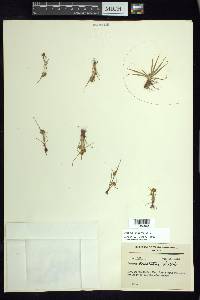 Cyperus squarrosus image