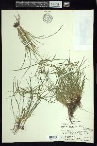 Cyperus tenerrimus image