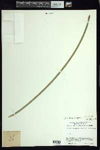 Eleocharis elegans image