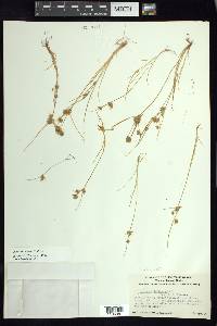 Cyperus squarrosus image