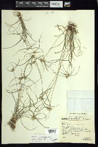 Cyperus tenerrimus image