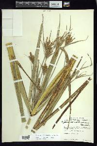 Cyperus semiochraceus image