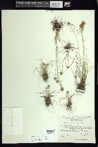 Cyperus seslerioides image