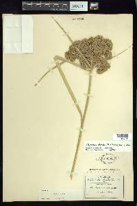 Cyperus virens image