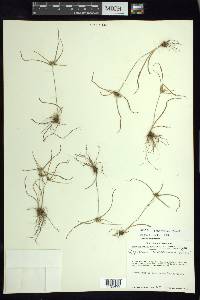 Cyperus tenerrimus image