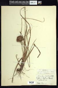 Cyperus planifolius image