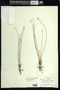 Eleocharis macrostachya image