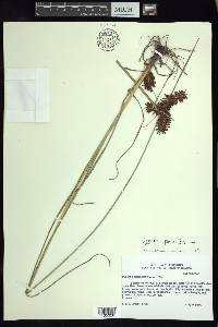 Cyperus spectabilis image