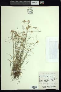 Cyperus seslerioides image
