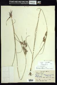 Cyperus sphaerolepis image