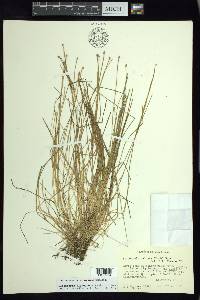 Eleocharis flavescens image