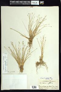 Eleocharis geniculata image