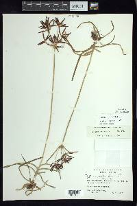 Cyperus rotundus image