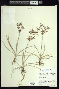 Cyperus rotundus image