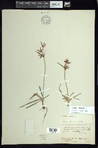 Cyperus rotundus image