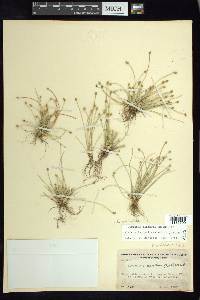 Eleocharis geniculata image