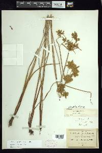 Cyperus unioloides image