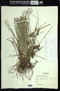 Cyperus regiomontanus image
