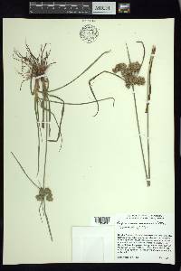 Cyperus surinamensis image