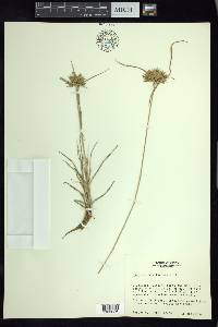 Cyperus polystachyos image