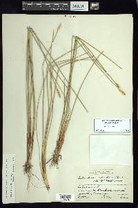 Eleocharis cellulosa image