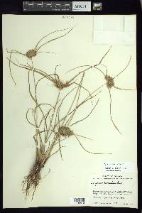 Cyperus tenuis image