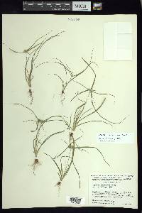 Cyperus tenerrimus image