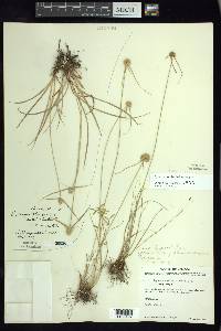 Cyperus seslerioides image